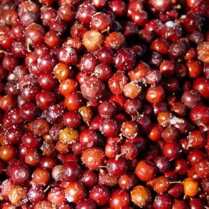 bor| ber| food| summer fruit| red fruit| school memory lane