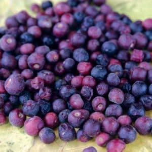 phalsa| summer fruit| school memory| food for thought| summer drinks