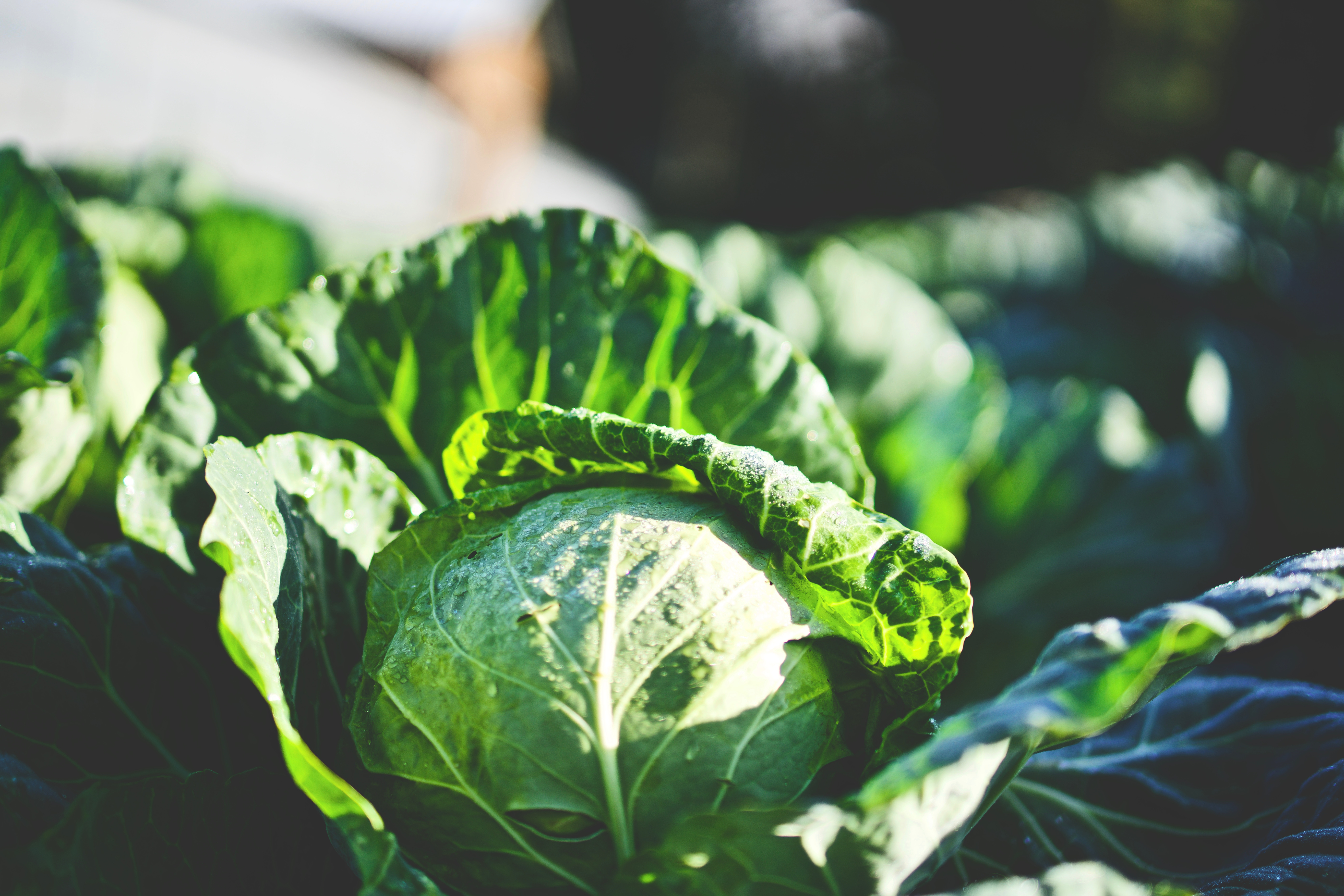 cabbage| food| vegetables| veggies| green | leafy