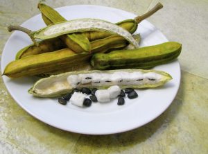 Inga feuillei | Ice cream fruit| facts about ice cream | Ice cream bean fruit |vanilla ice cream | love ice cream|