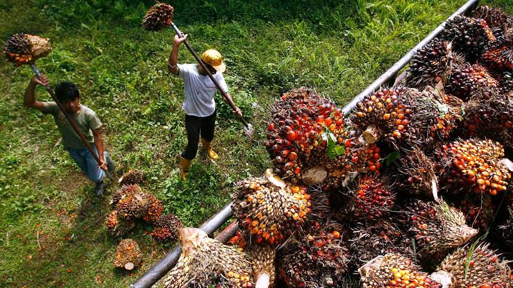 Palm Oil | Benefits | Uses