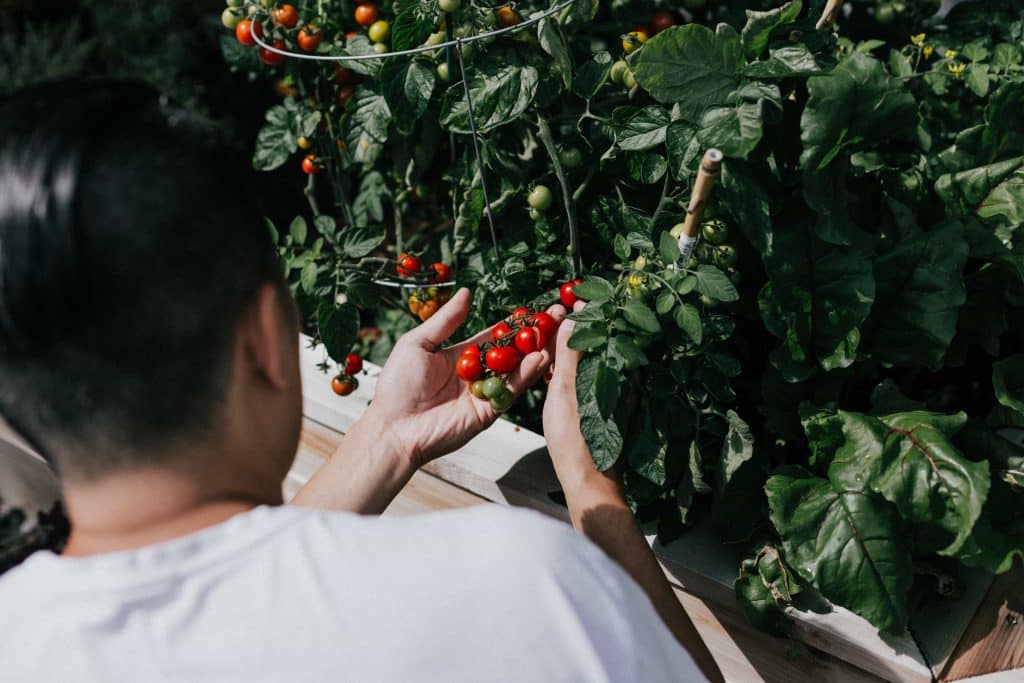 food trends in 2021| home grown ingredients